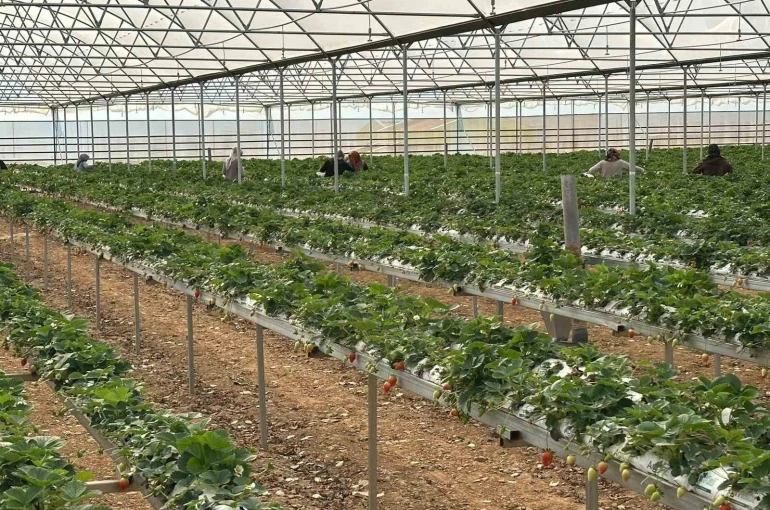 DOĞAKA’nın desteklediği projede çilekler hasat edilmeye başlandı