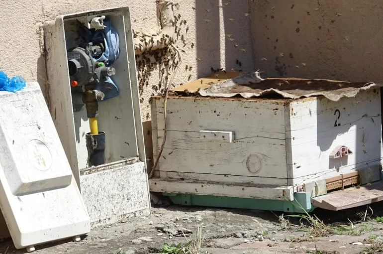 Doğal gaz kutusuna yuva yapan arılar tedirgin etti