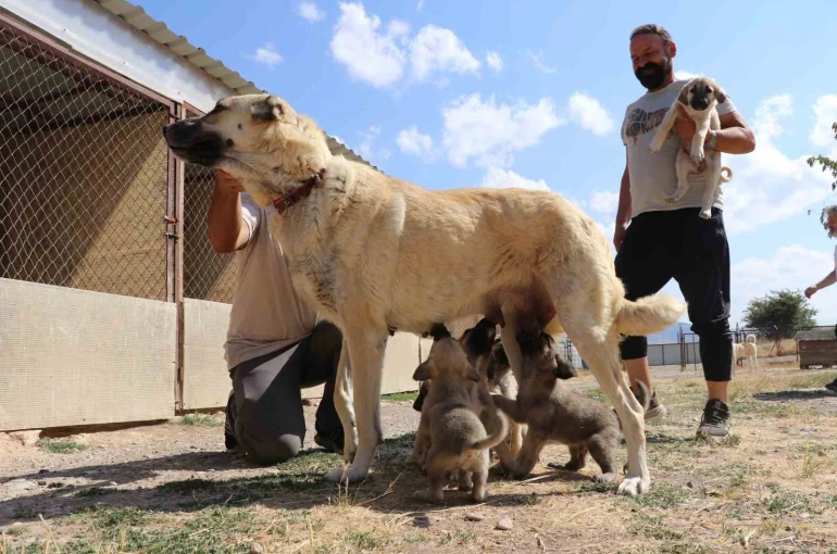 Doğal yolla çiftleşemedi, suni tohumlama yöntemiyle 11 yavru sahibi oldu