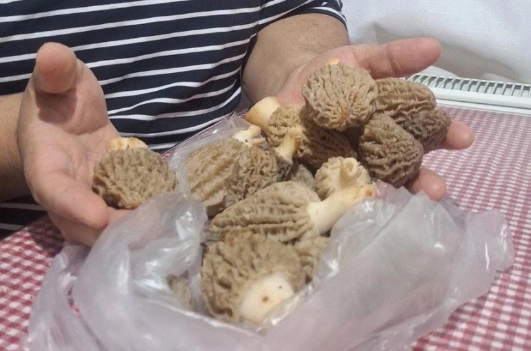 Doğanın ’Et lezzeti’ Kuzugöbeği sofralarda