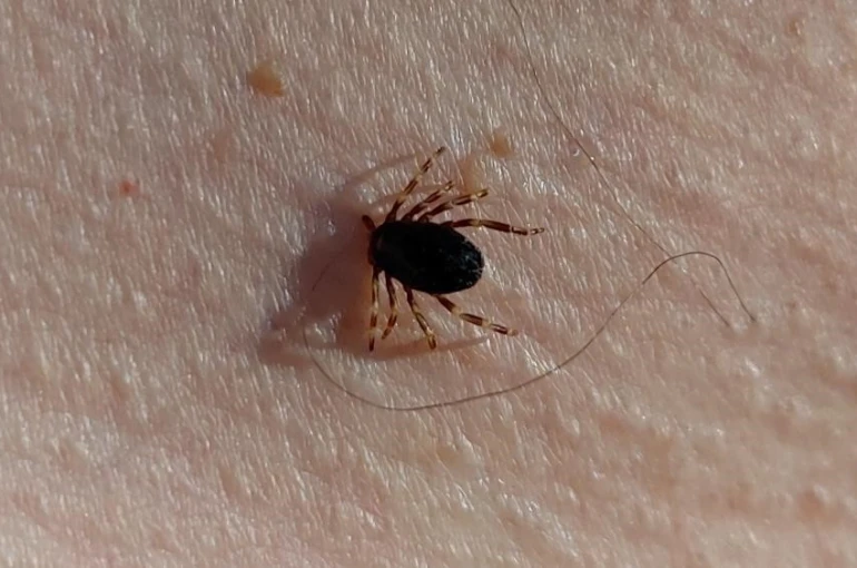 Doğu Karadeniz’de kene sezonu sakin geçiyor