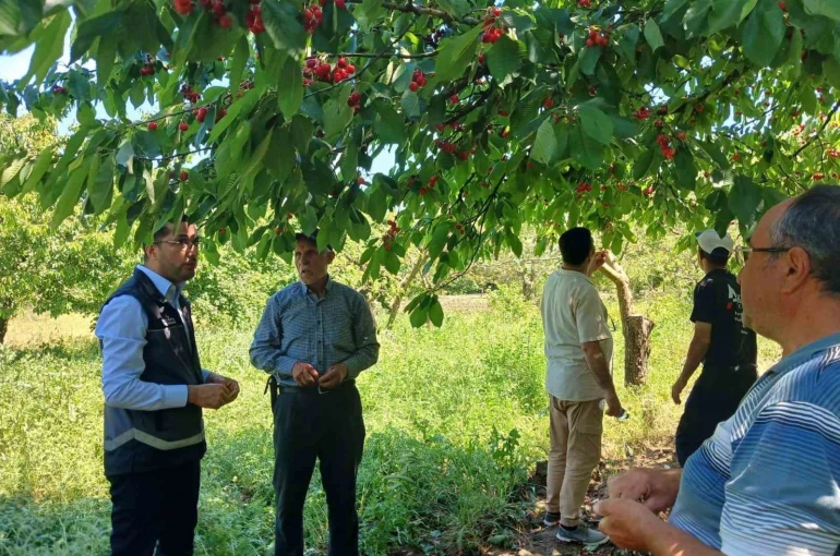 Dolu yağışı sonrası sahada zarar tespiti yapıldı