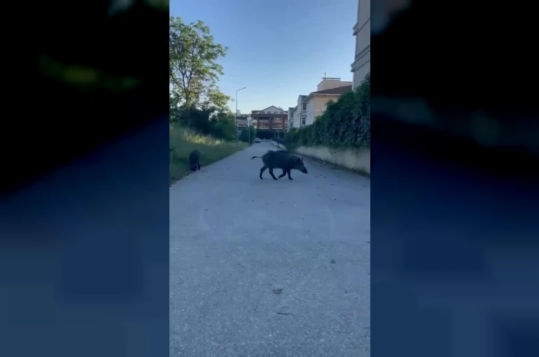 Domuzlar yerleşim yerine inerek yiyecek aradı