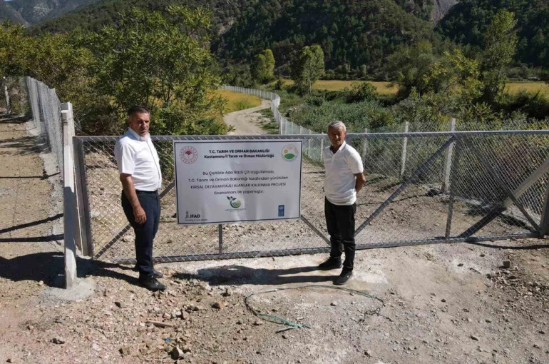 Domuzların talan ettiği çeltik tarlaları, devlet desteğiyle yeniden verimli hale getirildi
