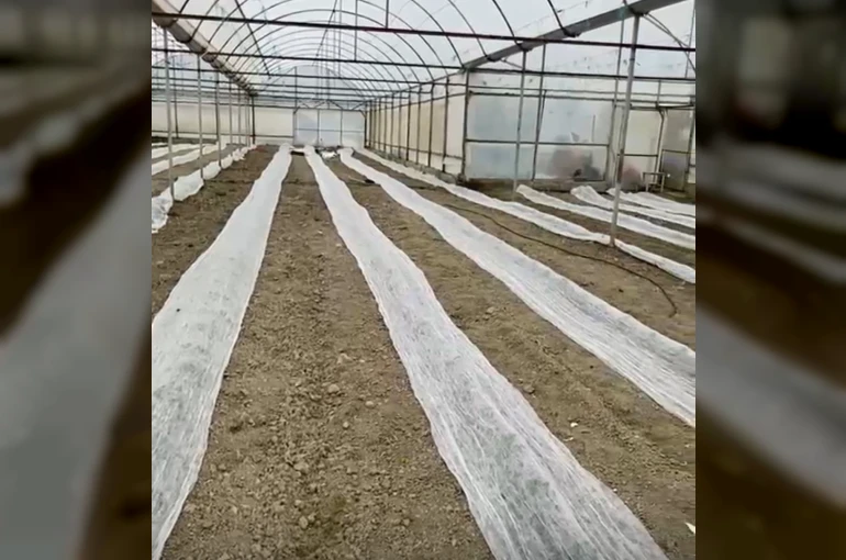 Don uyarısına karşı seracılardan tüllü önlem