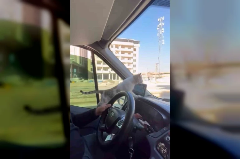 Donmak üzere olan kediyi aracına aldı: Şoförün duyarlı hareketi yolcuların takdirini topladı