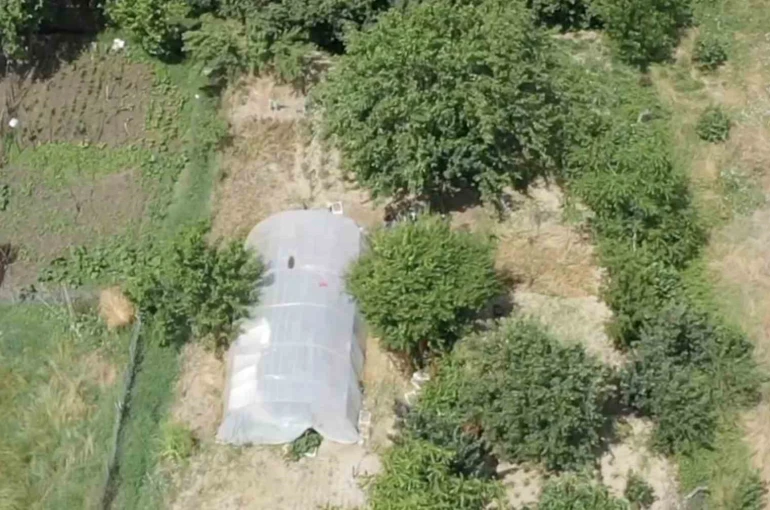 Dron destekli operasyonda seraya gizlenen hint kenevirleri ele geçirildi