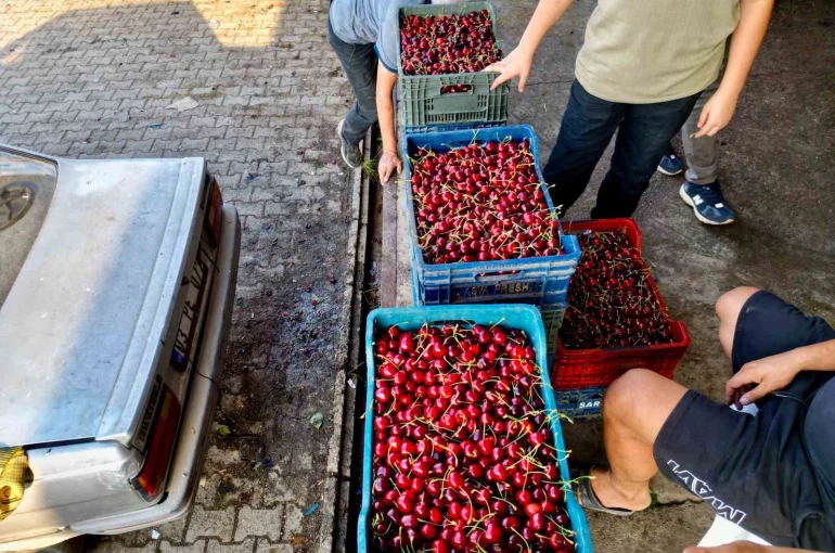 Dünya sofralarını süsleyen ’Napolyon’ kirazda bereket yaşanıyor