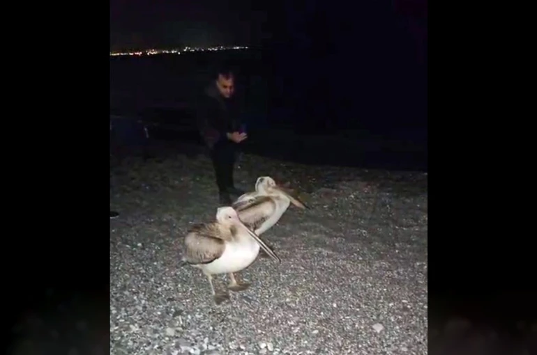 Dünyaca ünlü sahilde pelikan şaşkınlığı