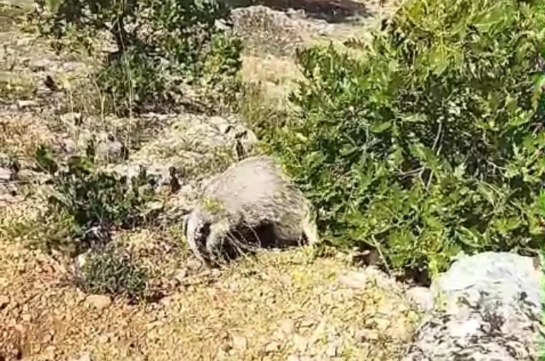 Dünyanın en korkusuz hayvanı bal porsuğunu tek darbeyle bayılttı