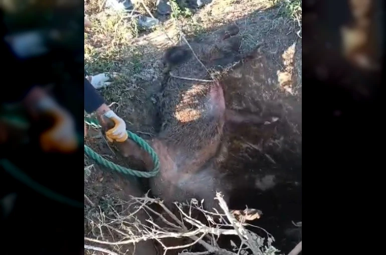 Düştüğü çukurda mahsur kalan yaban domuzunu vatandaşlar kurtardı