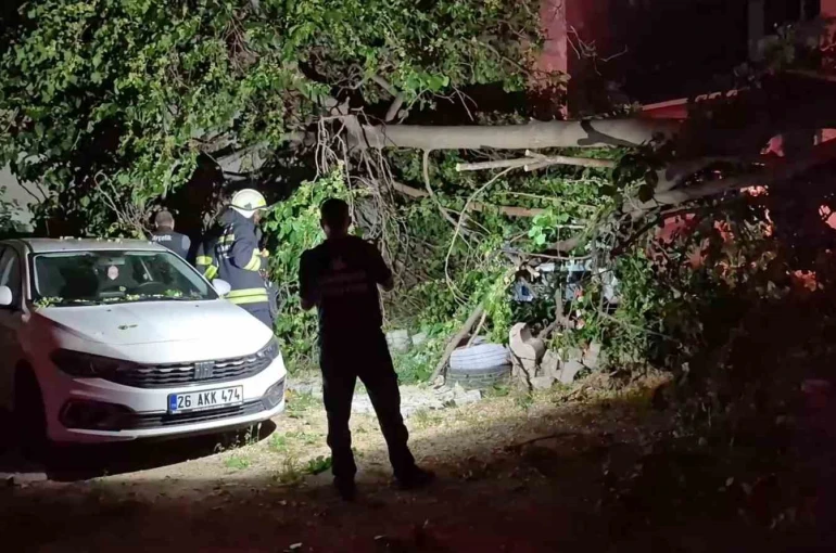 Dut ağacı park halindeki araçların üzerine devrildi, faciadan dönüldü