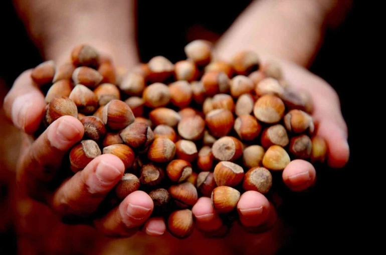 Düzce’de 15 bin 288 ton ihraç edildi