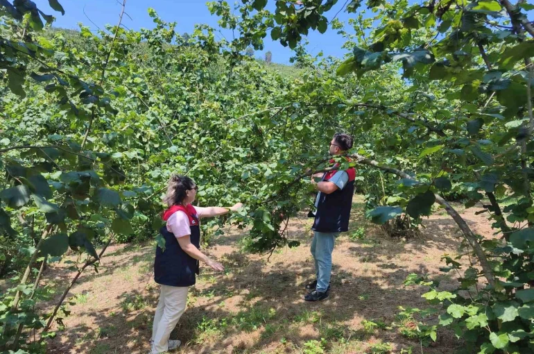 Düzce’de 2026 yılı fındık hasat tarihleri belirlendi