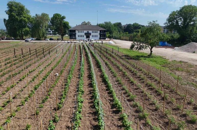 Düzce’de Ata tohumu üretimi büyüyor