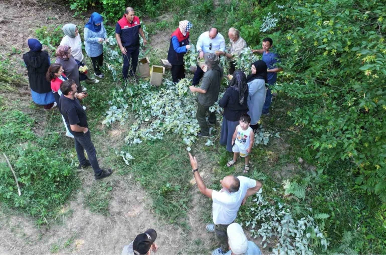 Düzce’de ıhlamur hasadı başladı