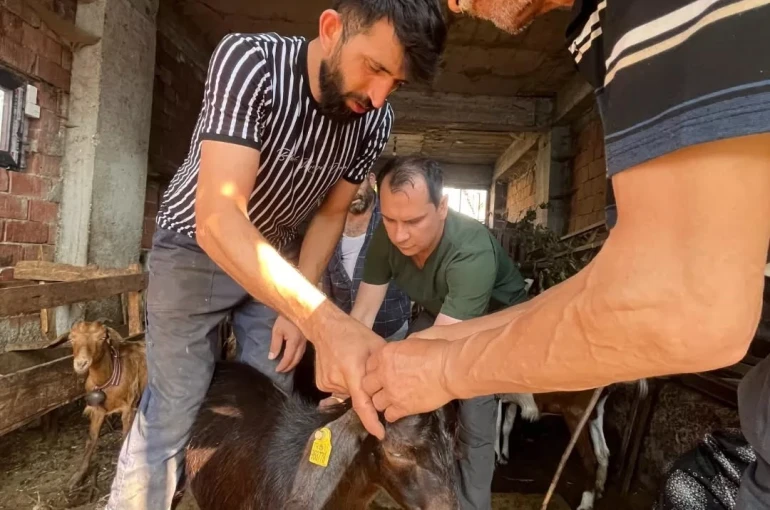 Düzce’de küçükbaş hayvanlara aşılama ve küpeleme