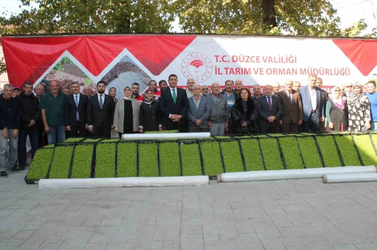 Düzce’de yüzde 75 destekli 232 bin 500 adet marul fidesi dağıtıldı