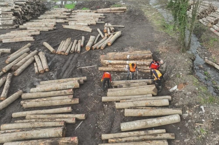 Düzce’den 11 bin 596,5 ton orman ürünü ihraç edildi