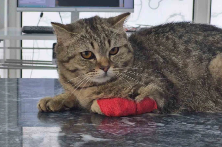 Düzce’den bin 384,795 ton kedi köpek maması ihraç edildi