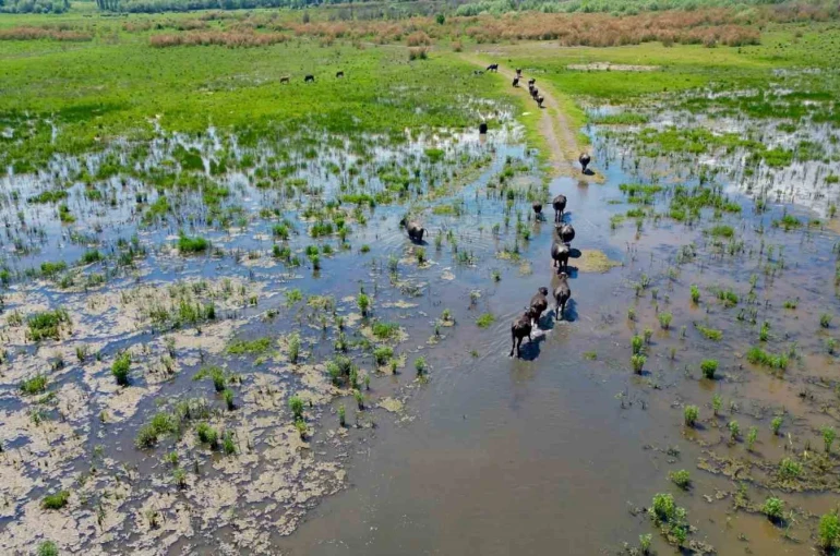 Eber Gölü’nde oluşan manzara Serengeti Parkı’nı aratmadı