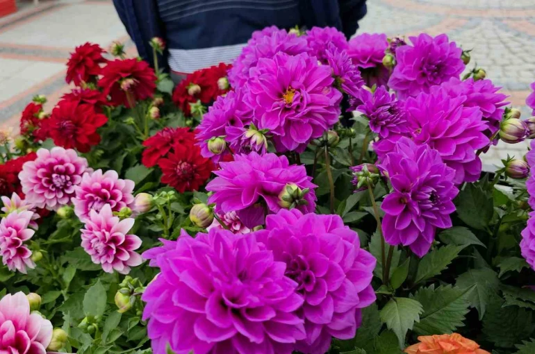 Edirne Saraçhane Caddesi’nde fesleğen kokusu 