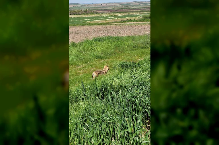 Edirne’de aç kalan çakal köye indi