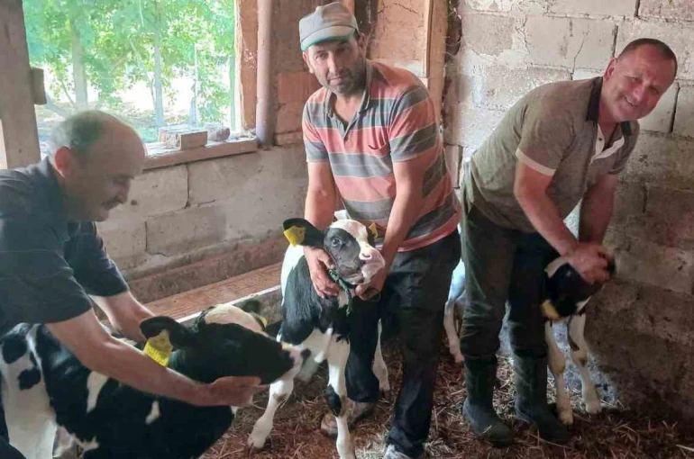 Edirne’de besicinin üçüz buzağı sevinci