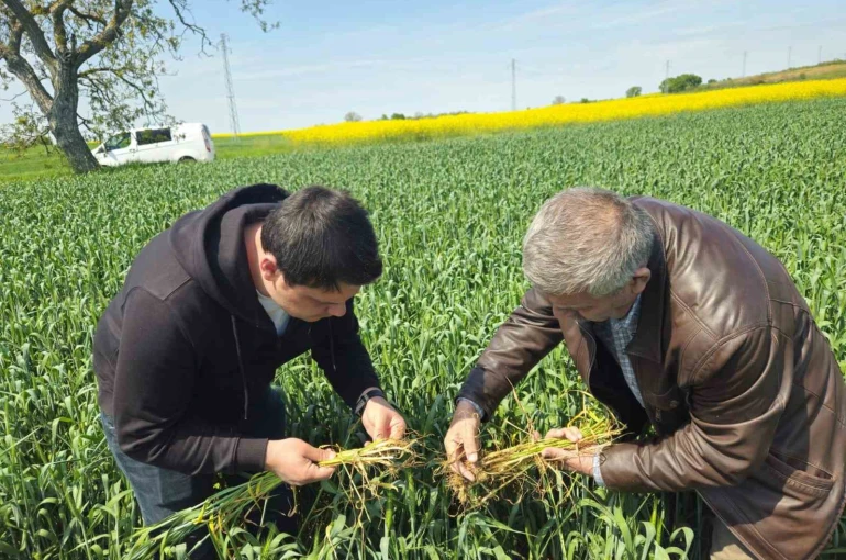 Edirne’de buğday ekili alanlarda hastalık uyarısı