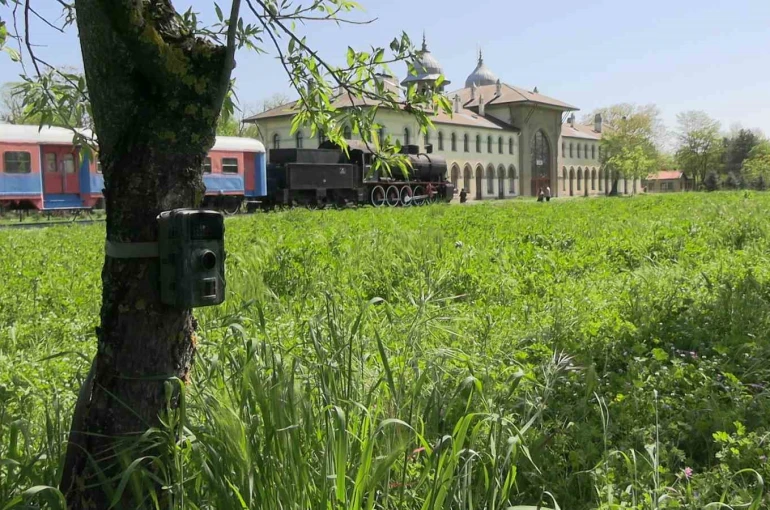 Edirne’de fotokapanlar yaban hayatını görüntülüyor