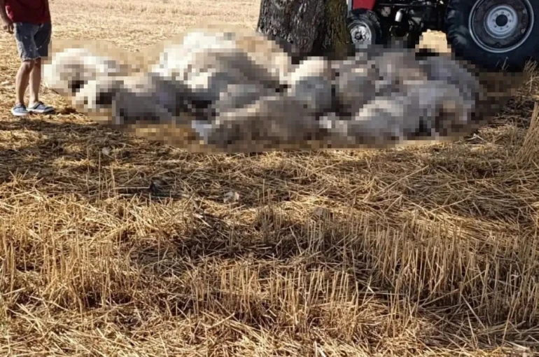 Edirne’de sağanak ve dolu yağışı: Yıldırım 30 koyunu telef etti, dolu çatılara zarar verdi