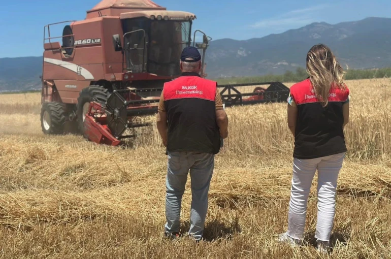 Edremit’te buğday hasadı başladı