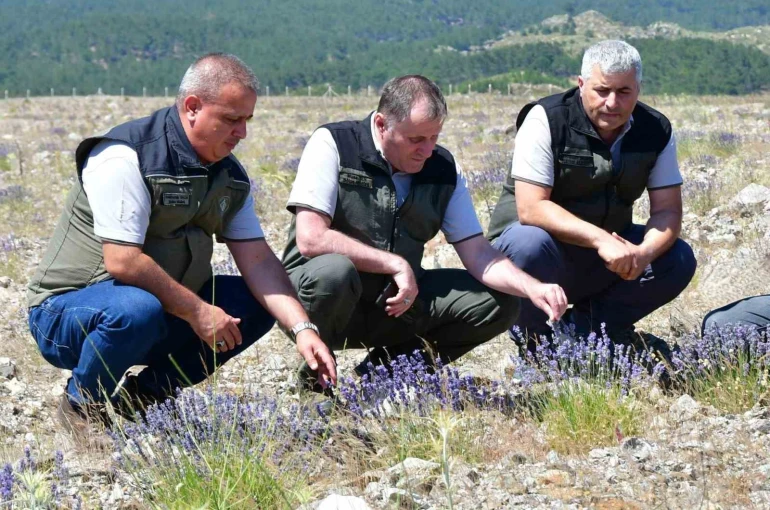 Edremit’te eski maden sahası lavanta kokulu bal ormanına dönüştü