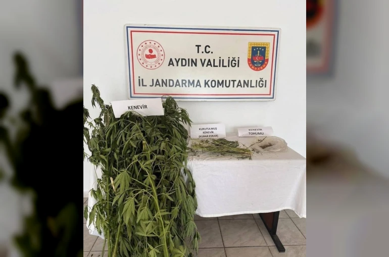 Efeler’de kenevir operasyonu 