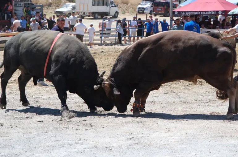 Ege’nin pehlivan boğaları Germencik’te arenaya çıktı