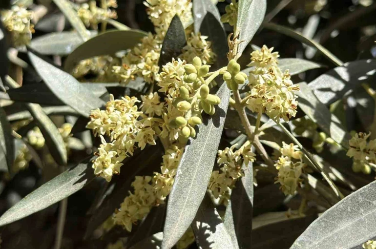 El Nino’ya karşı uzmanından zeytin üreticilerine kritik uyarılar