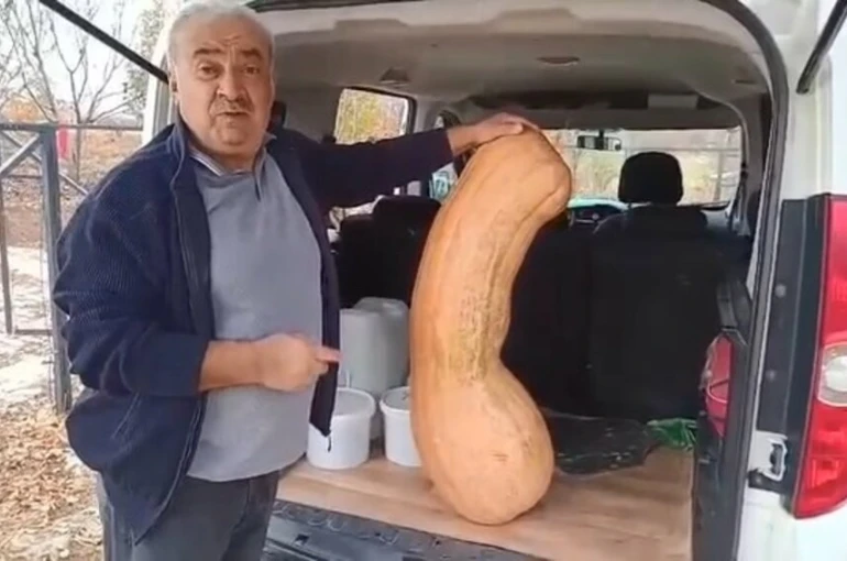 Elazığ’da 47 kilogramlık 113 santimetre kabak görenleri şaşırttı
