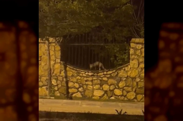 Elazığ’da aç kalan tilki tavuğu böyle götürdü 