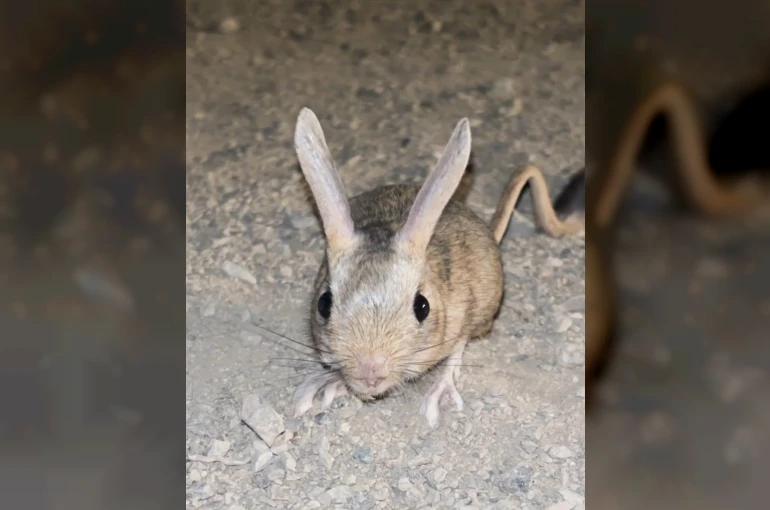Elazığ’da Arap tavşanı görüntülendi