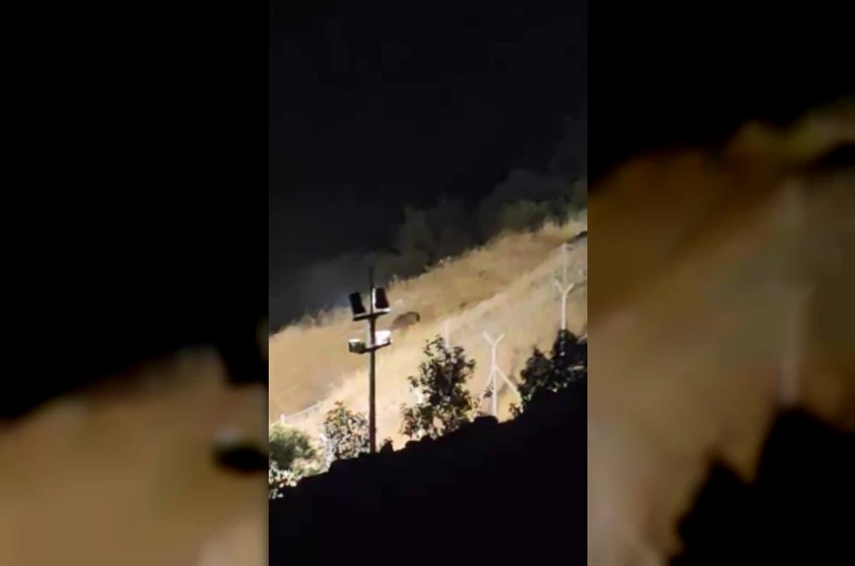 Elazığ’da ayılar kış uykusu öncesi yiyecek ararken görüntülendi