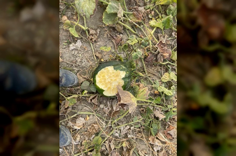 Elazığ’da bahçeler domuzlarının istilasına uğradı