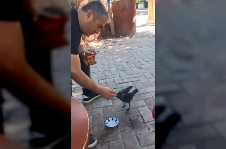 Elazığ’da bir vatandaş, kargayı elleriyle besledi
