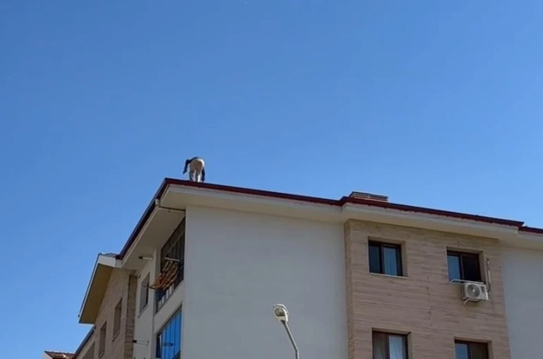 Elazığ’da çatıda tehlikeli çalışma