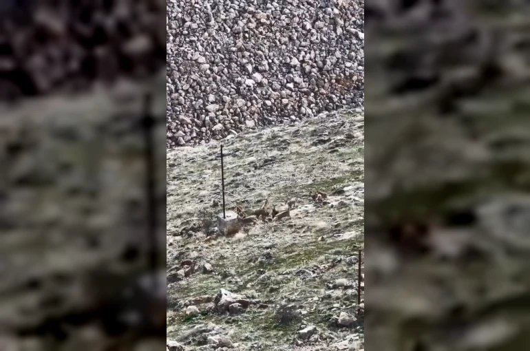 Elazığ’da dağ keçileri sürü halinde görüldü 