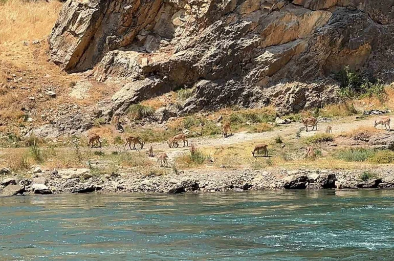 Elazığ’da dağ keçileri sürü halinde görüntülendi 
