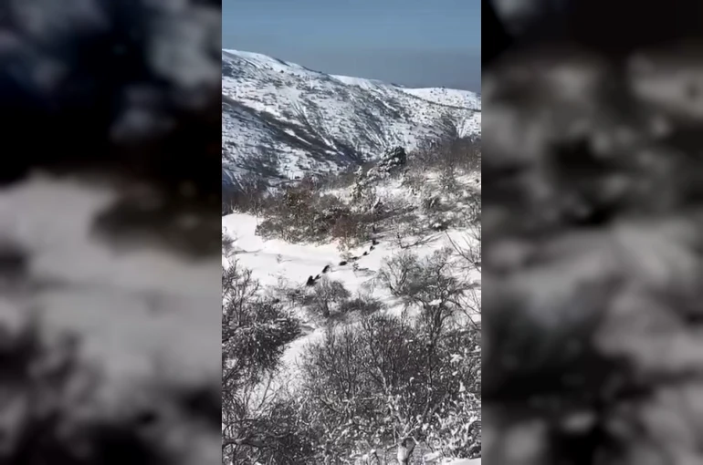 Elazığ’da domuz sürüsü görüldü