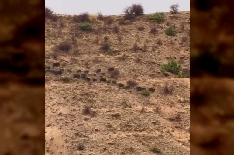 Elazığ’da domuz sürüsü görüntülendi