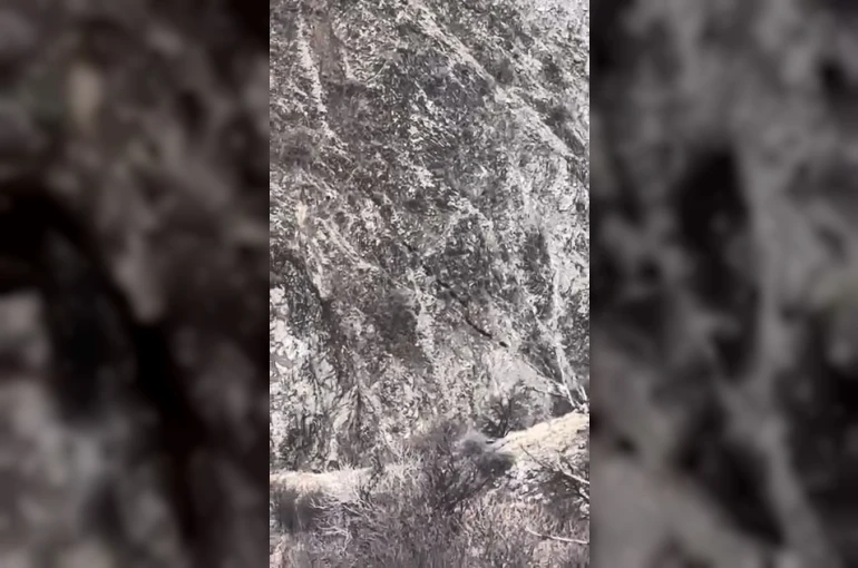 Elazığ’da domuz sürüsü görüntülendi