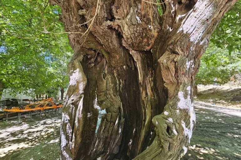 Elazığ’da dut ağaçları zamana direniyor