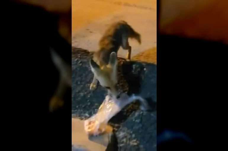 Elazığ’da ilginç anlar: Mahalle arasındaki tilkiye poşetle yiyecek bıraktı 